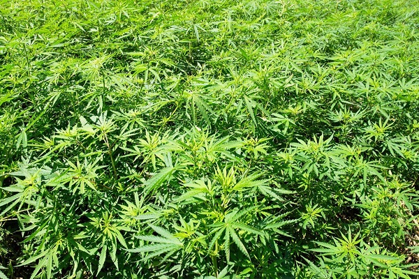 cheap cannabis seeds