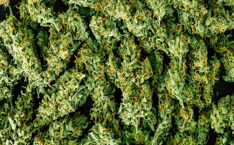  Everything You Should Know About CBD Flower