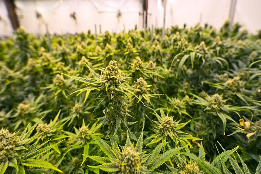 Buy AC/DC Hemp Flower Online
