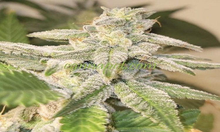 marihuana pflanzen kaufen
