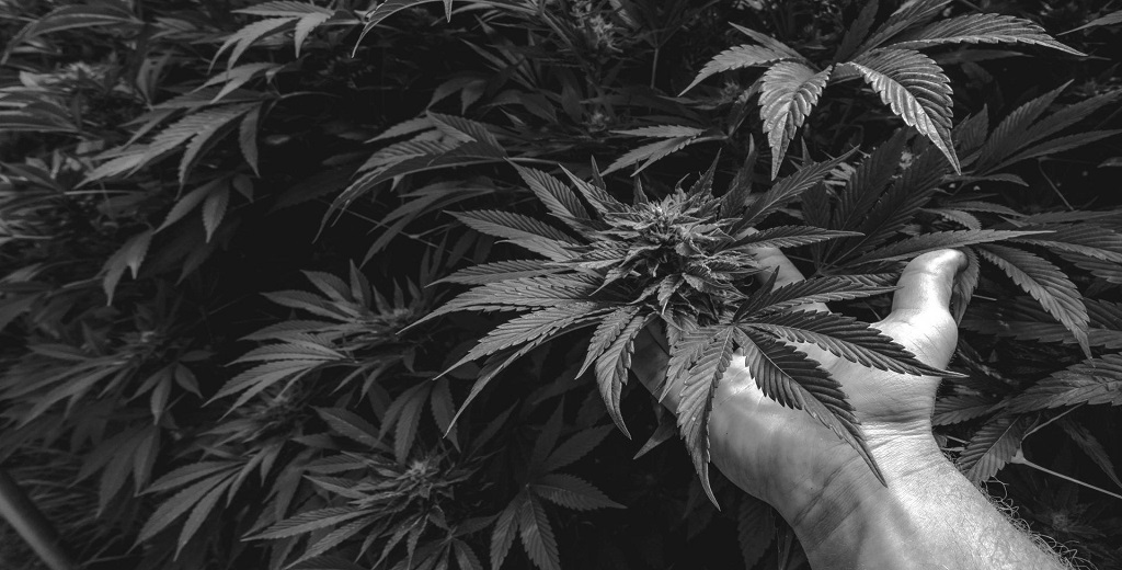 weed delivery Carlsbad