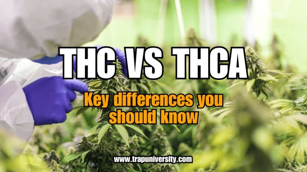 THC vs THCA
